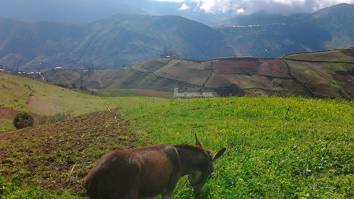 Huarmaca3